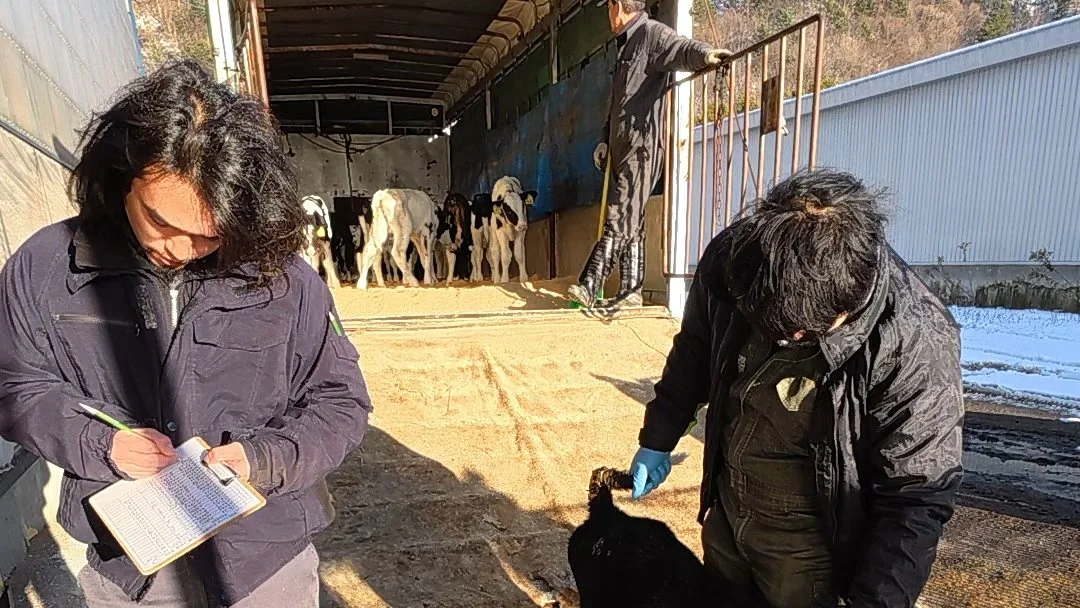 子牛の状態を確認し、記録するスタッフたち
